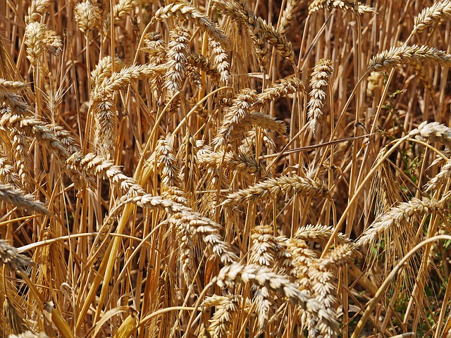 harvest-time-g4a4ecb88f_640 Erich Westendarp de Pixabay