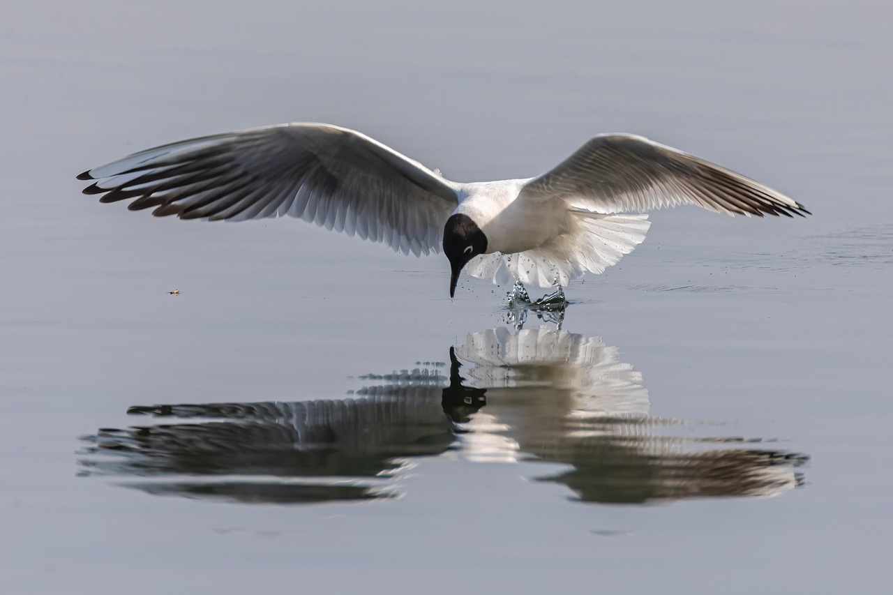 seagull-7101482_1280 JonPauling